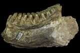 Fossil Stegodon Mandible with Molar - Indonesia #156724-1